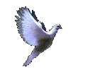 paloma_mv
